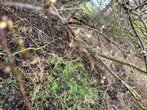 Prune cerise — Bild 3