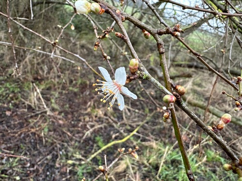 Prune cerise — Bild 2