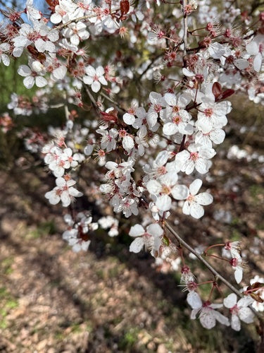Prune cerise — Bild 5