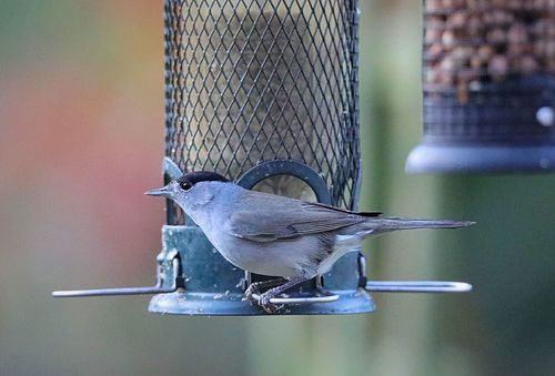 Fauvette — Bild 4