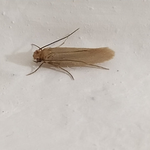 Mites de vêtements — Bild 3