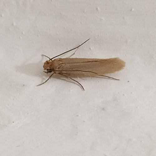 Mites de vêtements — Bild 4