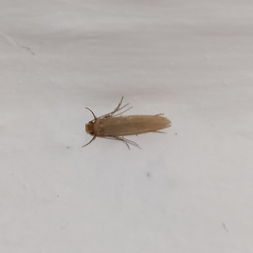 Mites de vêtements — Bild 5