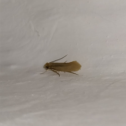 Mites de vêtements — Bild 5