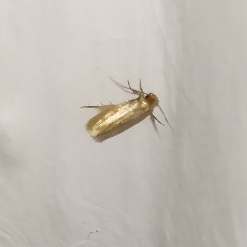 Mites de vêtements — Bild 4