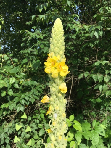 Molène à petites fleurs — Bild 5