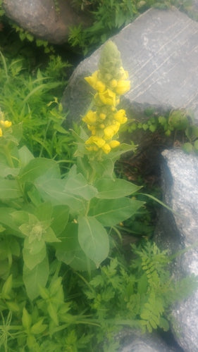 Molène à petites fleurs — Bild 2