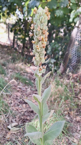 Molène à petites fleurs — Bild 4