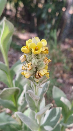 Molène à petites fleurs — Bild 3