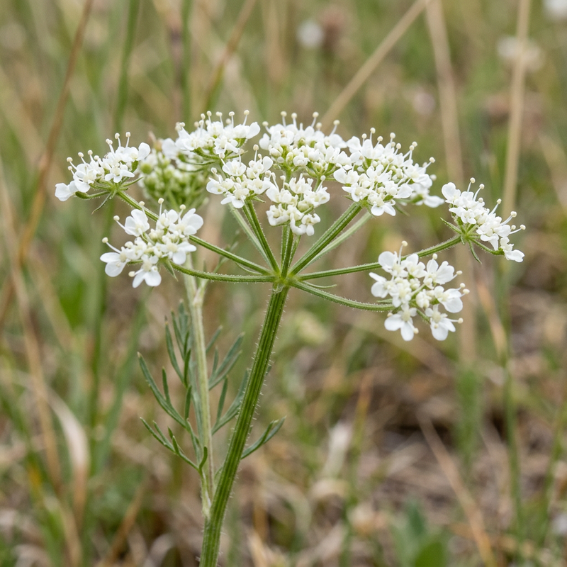 Petite casavernelle (Pimpinella saxifraga), illustration IA