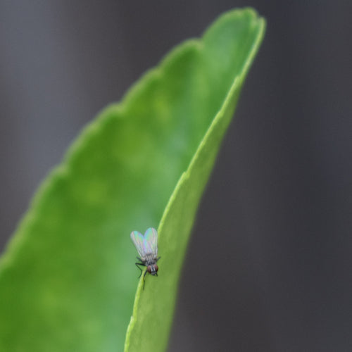 Petite mouche domestique — photo 5 sur 21
