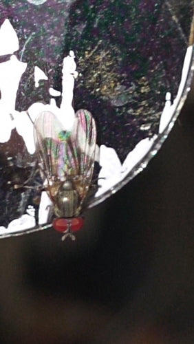 Petite mouche domestique — Bild 4