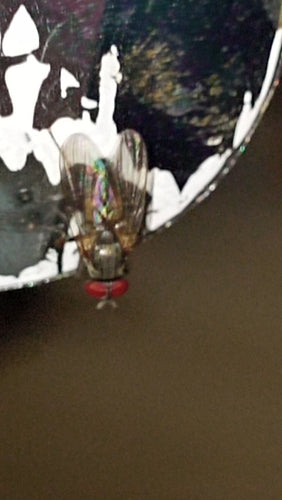 Petite mouche domestique — Bild 3