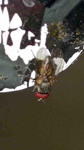 Petite mouche domestique — Bild 2