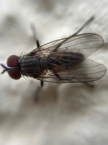 Petite mouche domestique — photo 3 sur 21