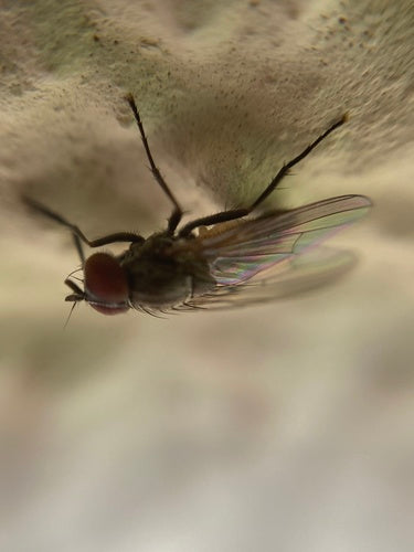 Petite mouche domestique — photo 2 sur 21