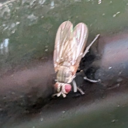Petite mouche domestique — photo 4 sur 21