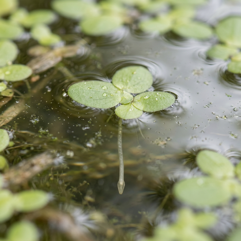Petites lentilles d'eau (Lemna minor), illustration IA