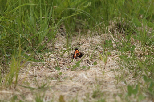 Petit renard — Bild 5