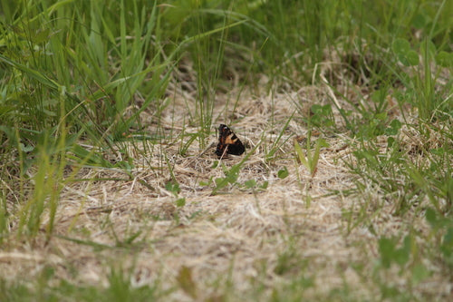 Petit renard — Bild 4