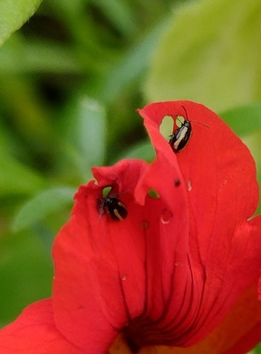 Petite puce de charbon rayée — Bild 5