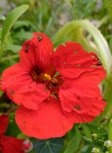 Petite puce de charbon rayée — Bild 4