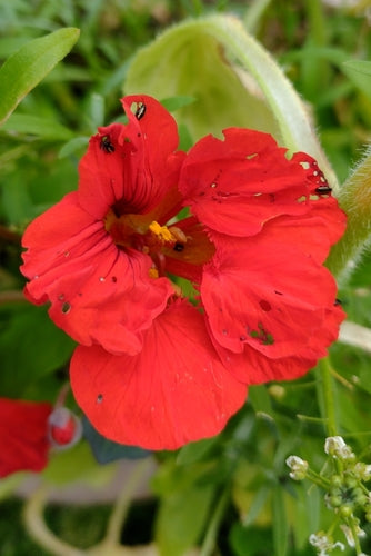 Petite puce de charbon rayée — Bild 3
