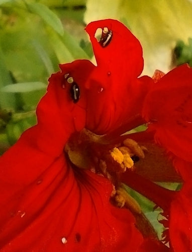 Petite puce de charbon rayée — Bild 2