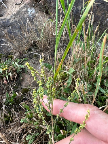 Petite oseille — Bild 5