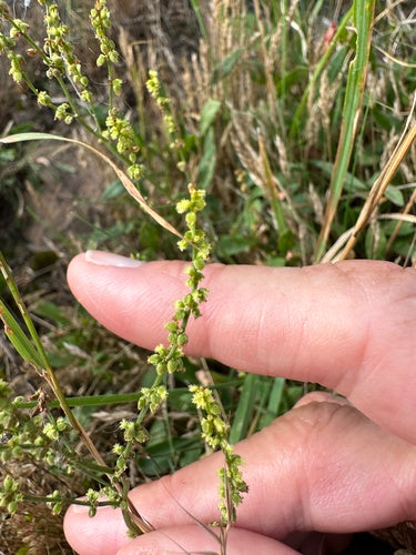 Petite oseille — Bild 4