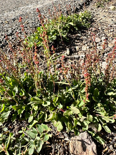 Petite oseille — Bild 2