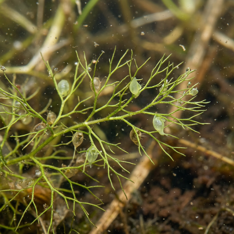 Kleiner Wasserschlauch (Utricularia minor), illustration IA