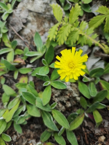 Petite épervière — photo 3 sur 10