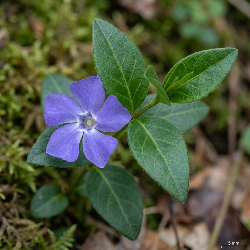 Petit persistant