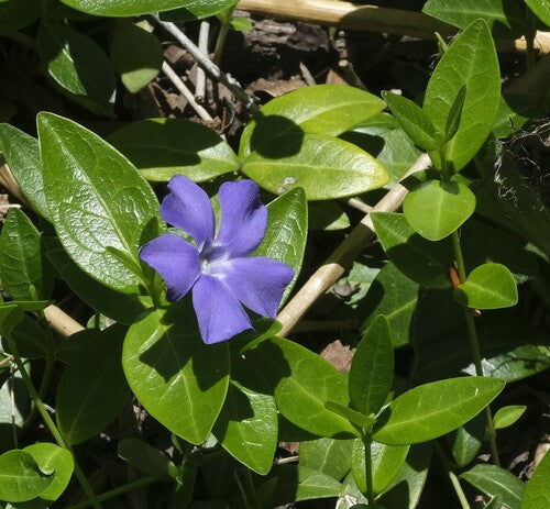 Petit persistant — Bild 2
