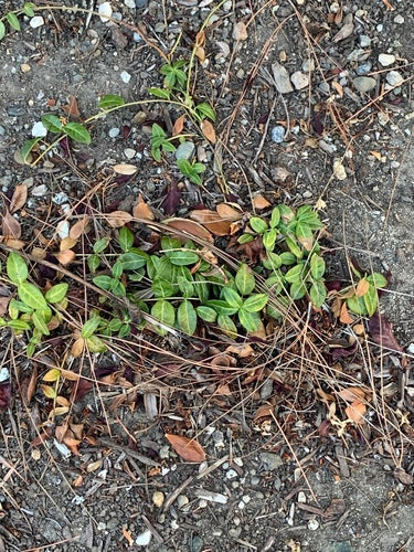 Petit persistant — Bild 5