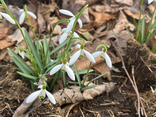 Petit perce-neige — Bild 5