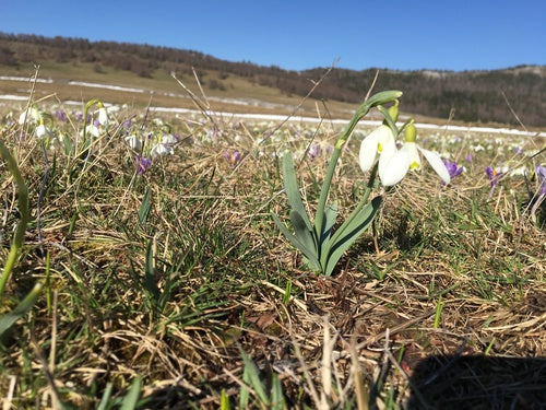 Petit perce-neige — Bild 4