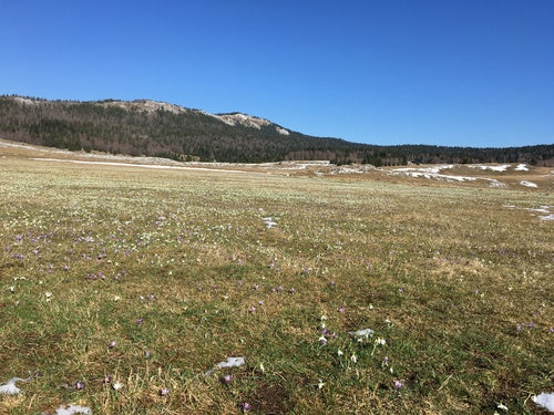 Petit perce-neige — Bild 3