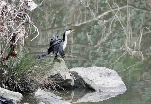 Petit cormoran — photo 3 sur 8