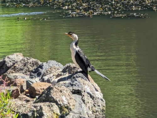 Petit cormoran — photo 4 sur 8