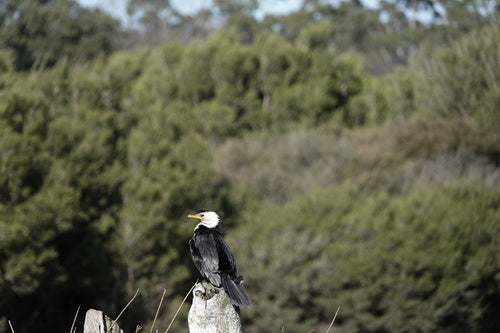 Petit cormoran — photo 2 sur 8