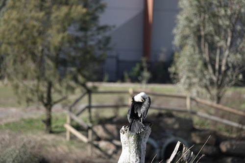 Petit cormoran — photo 1 sur 8