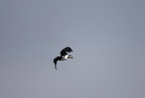 Petit cormoran — photo 5 sur 8