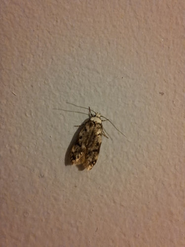 Coller la teigne — Bild 4
