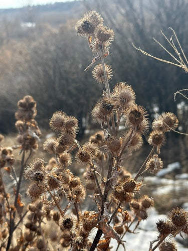 bardane — photo 5 sur 8