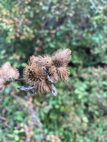 bardane — Bild 3