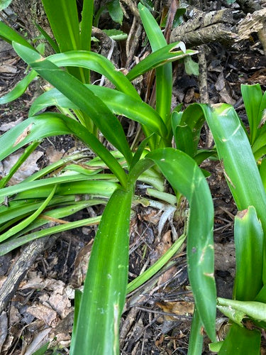 Clivia — photo 5 sur 8