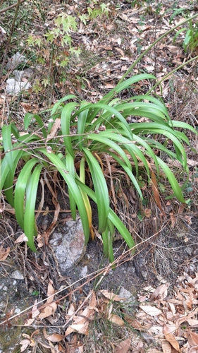 Clivia — photo 3 sur 8