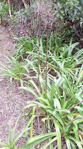 Clivia — Bild 1